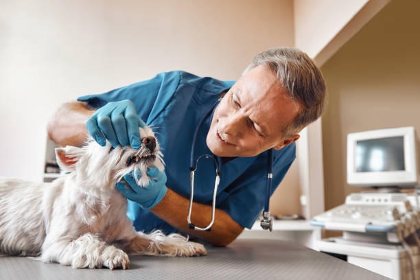 Best Emergency Treatment for Toothache in Mount Airy, NC